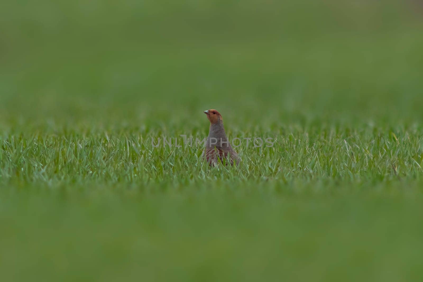 a small partridge looks out of a green wheat field in spring by mario_plechaty_photography