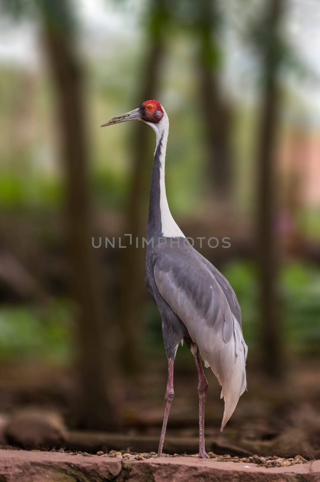 one crane stands at the edge of a forest in spring