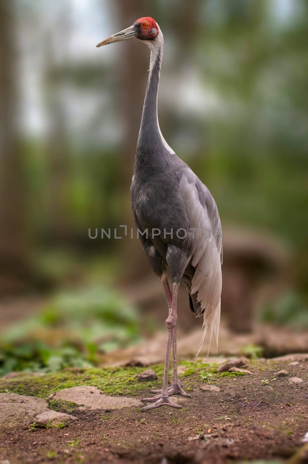 one crane stands at the edge of a forest in spring