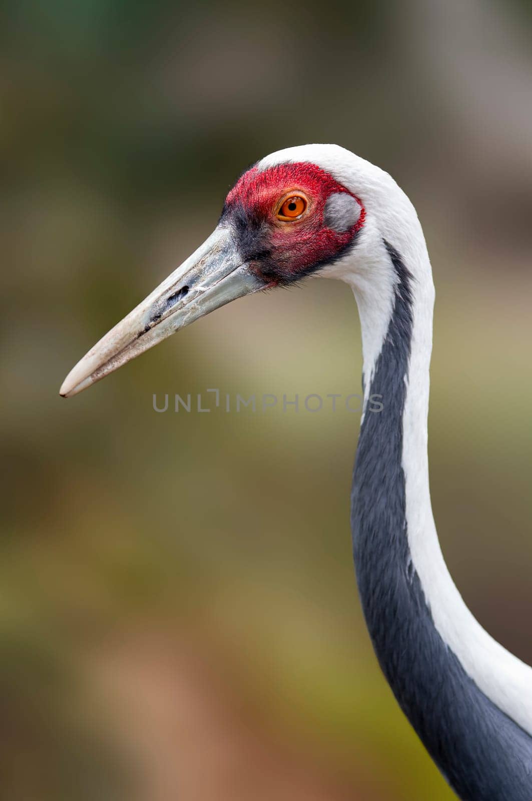 portrait of a beautiful crane