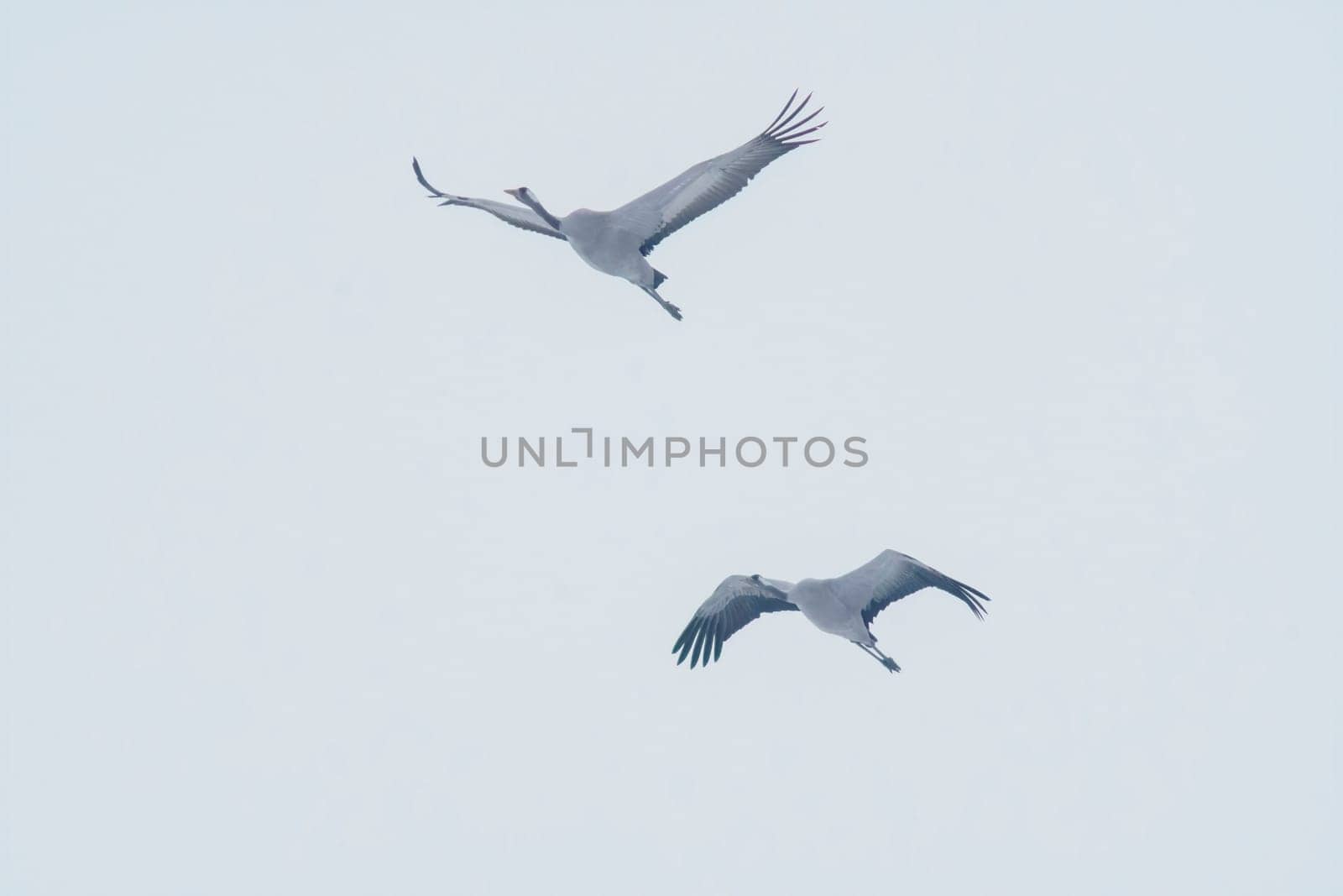 2 cranes fly in the blue sky in spring by mario_plechaty_photography