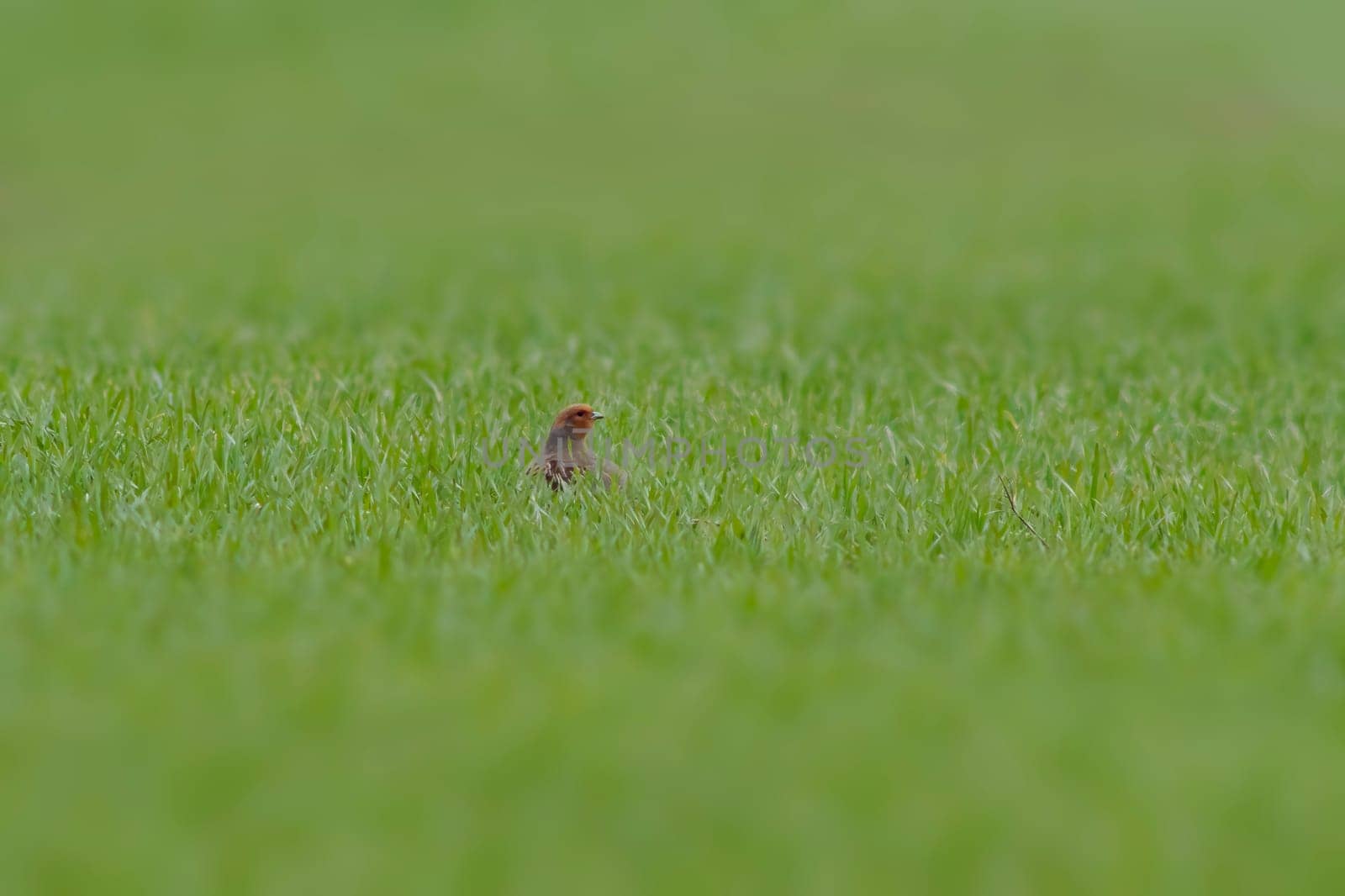 a small partridge looks out of a green wheat field in spring by mario_plechaty_photography