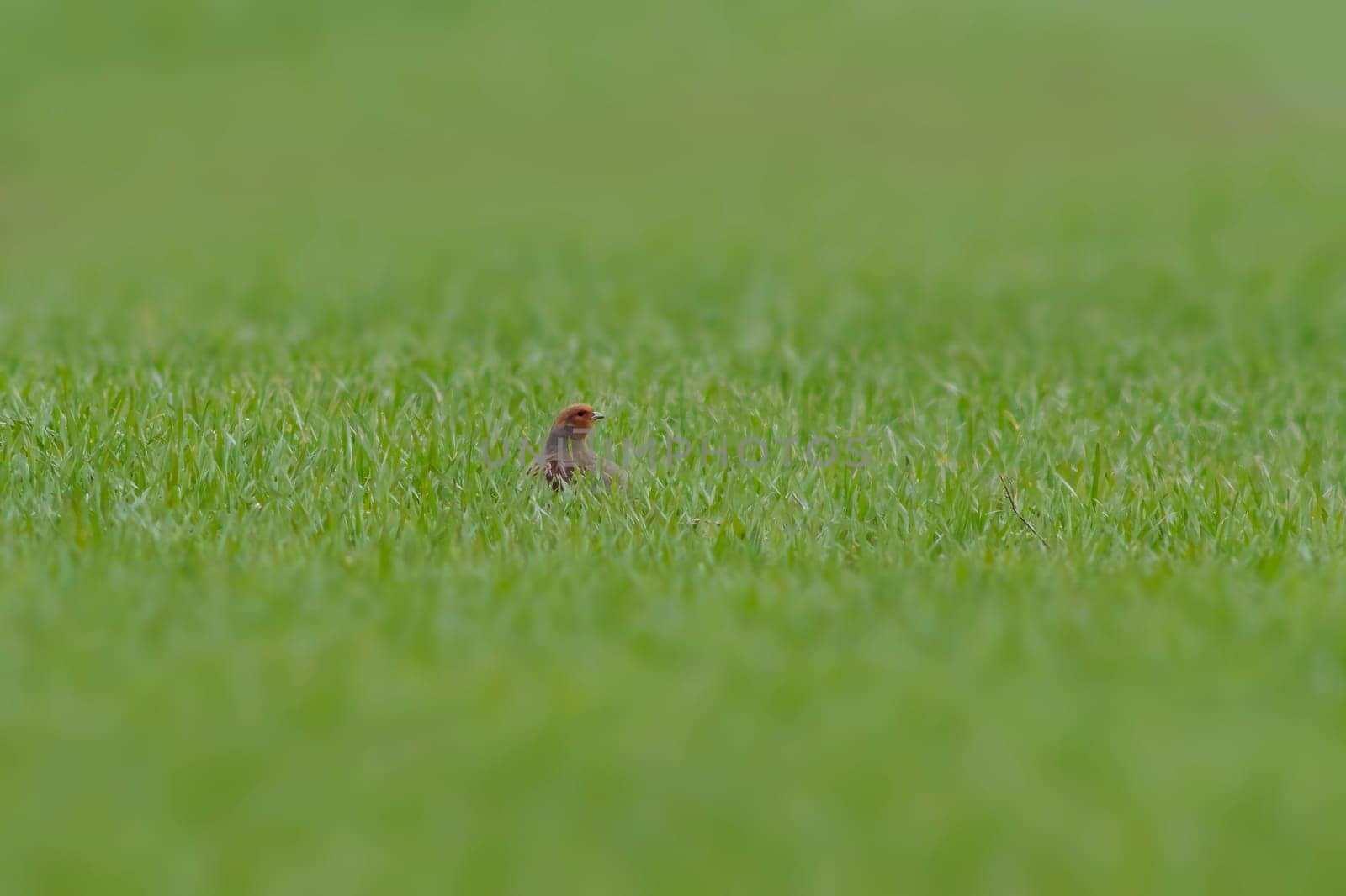 small partridge looks out of a green wheat field in spring