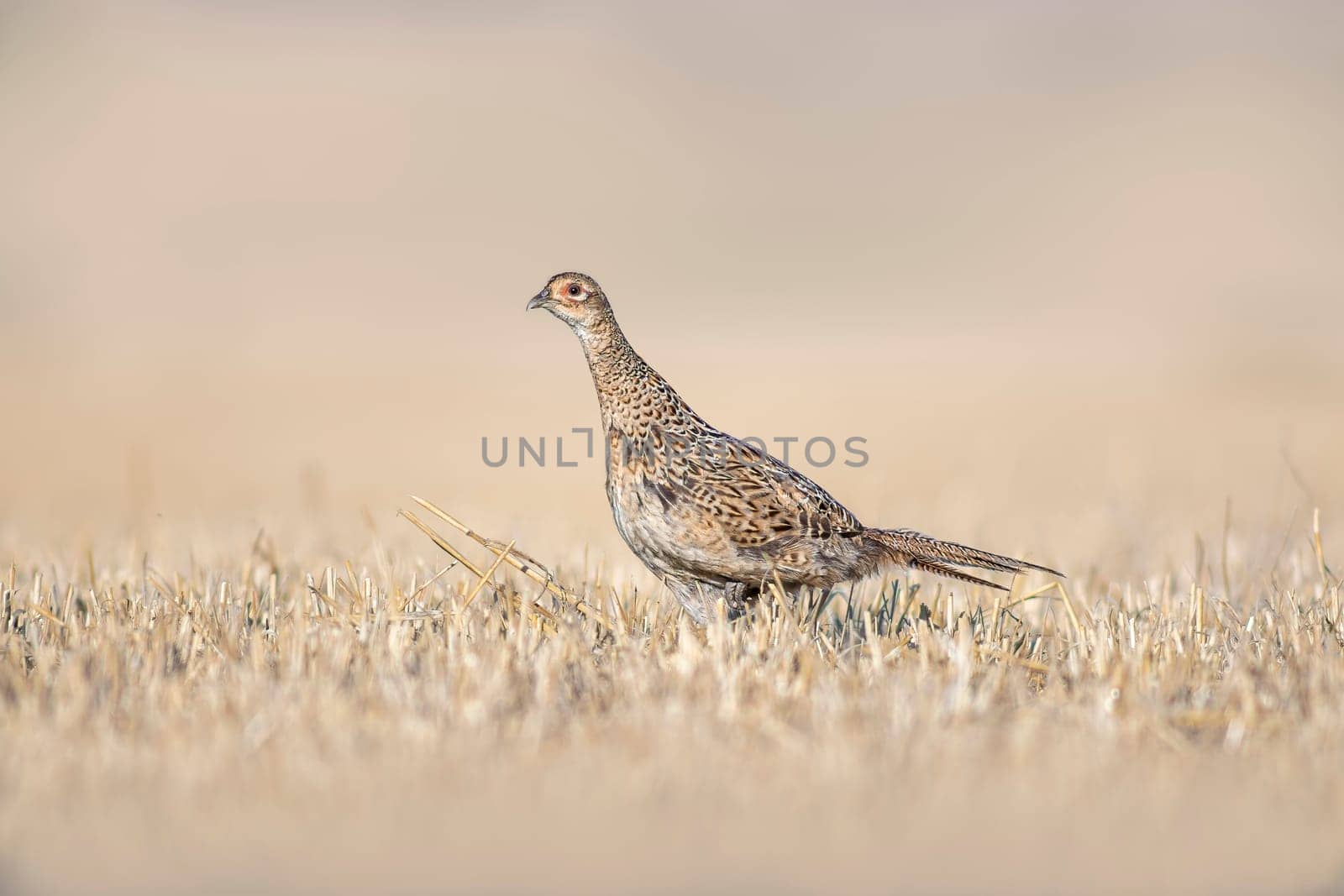 pheasant hen in a harvested wheat field in summer
