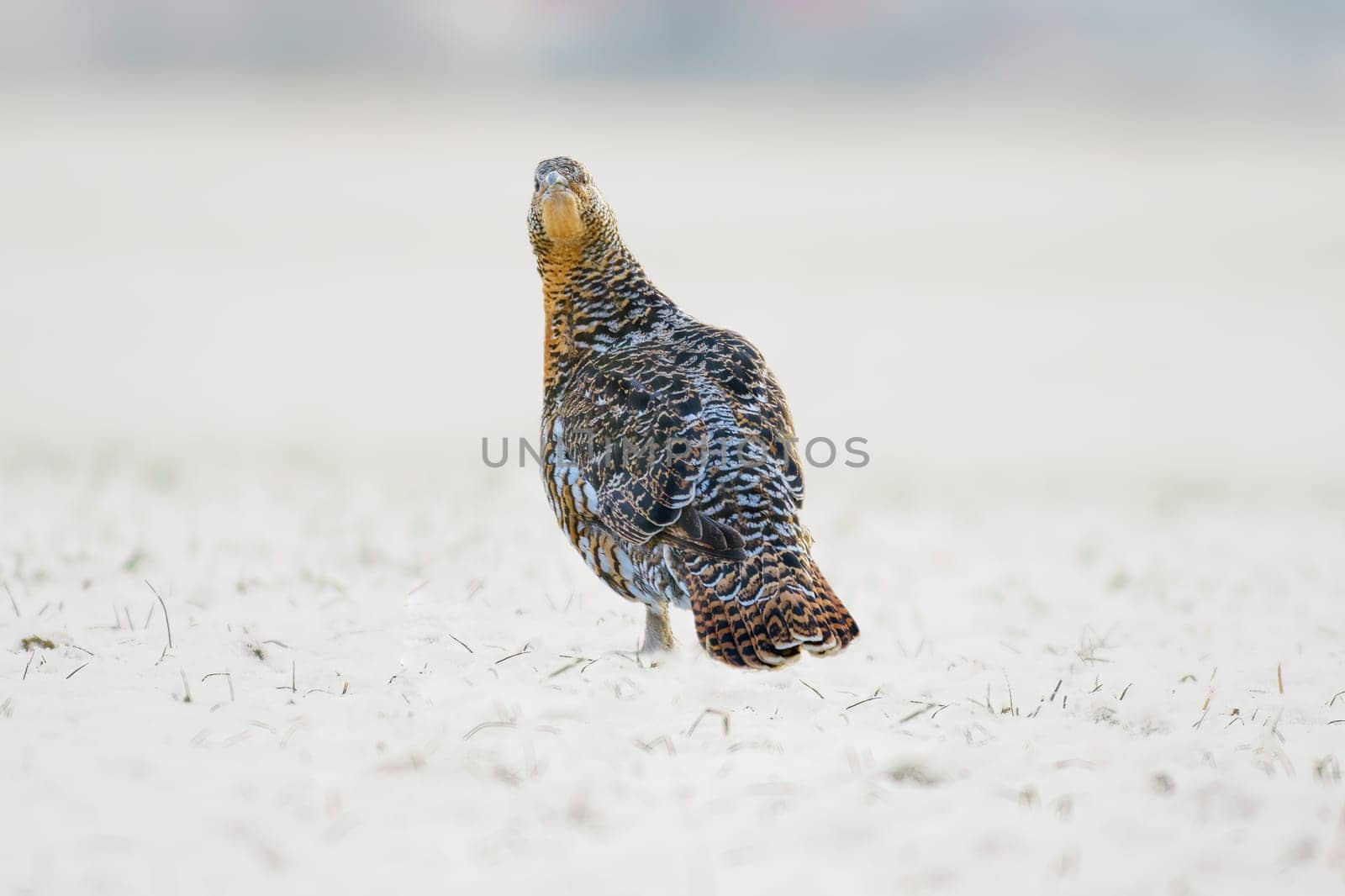 a grouse hen on a snowy forest in winter by mario_plechaty_photography