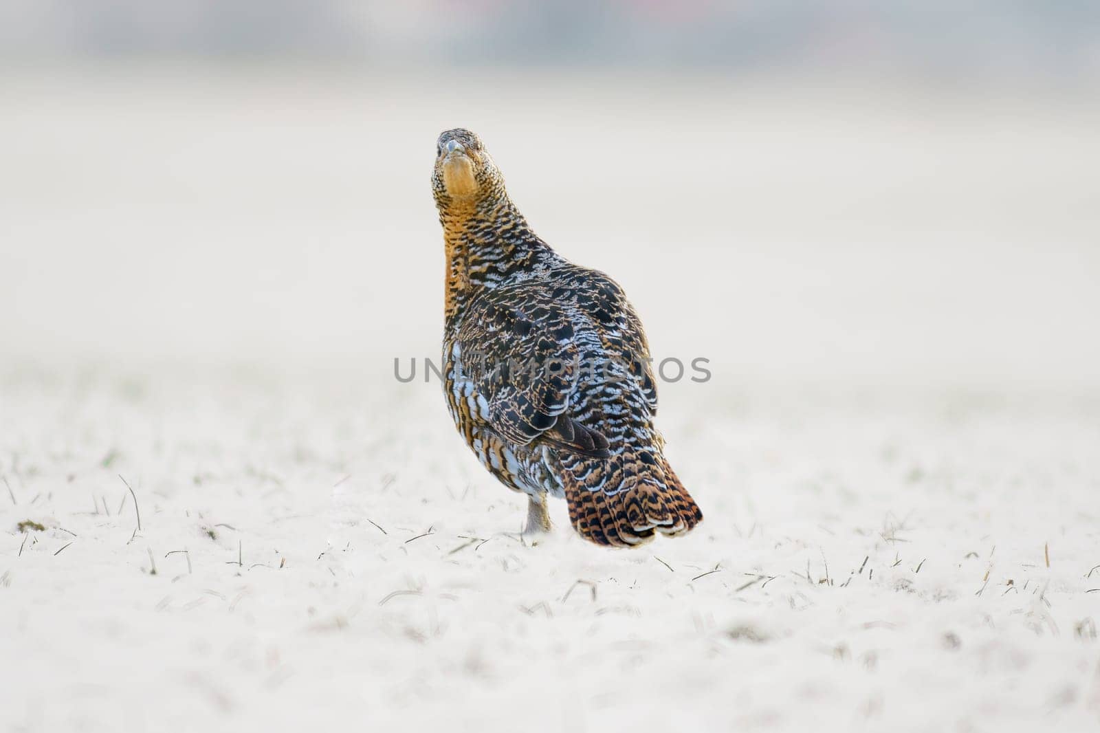 grouse hen on a snowy forest in winter