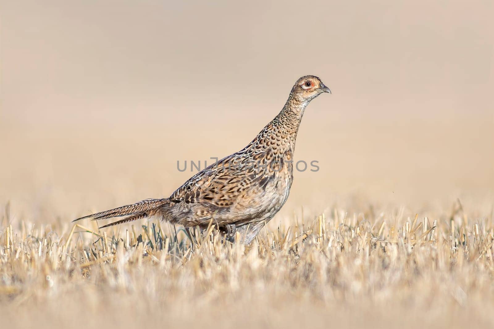 a pheasant hen in a harvested wheat field in summer by mario_plechaty_photography