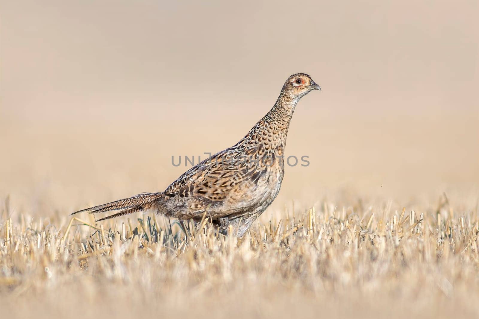 pheasant hen in a harvested wheat field in summer