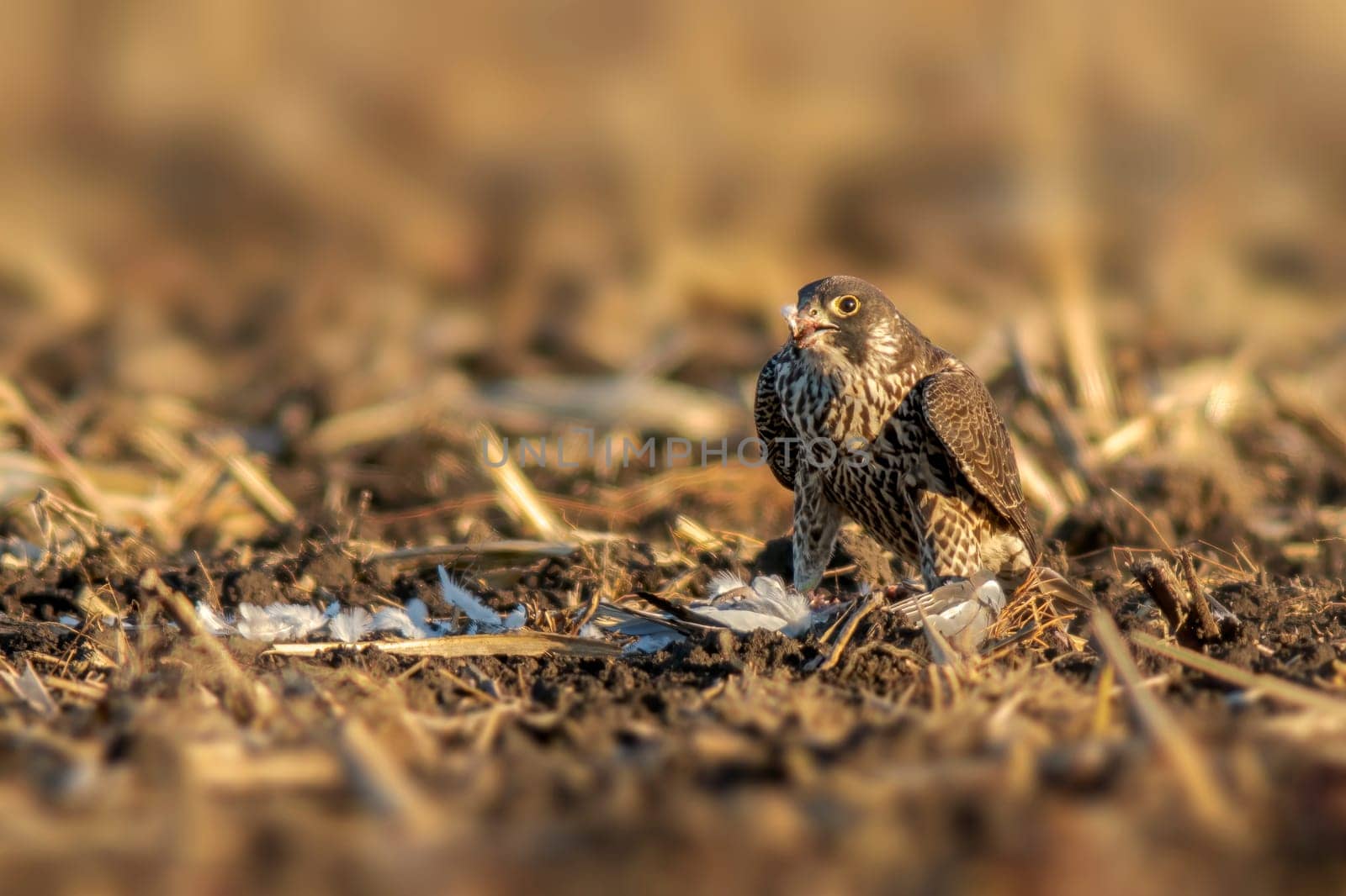 a peregrine falcon sits on a harvested wheat field and eats its prey
