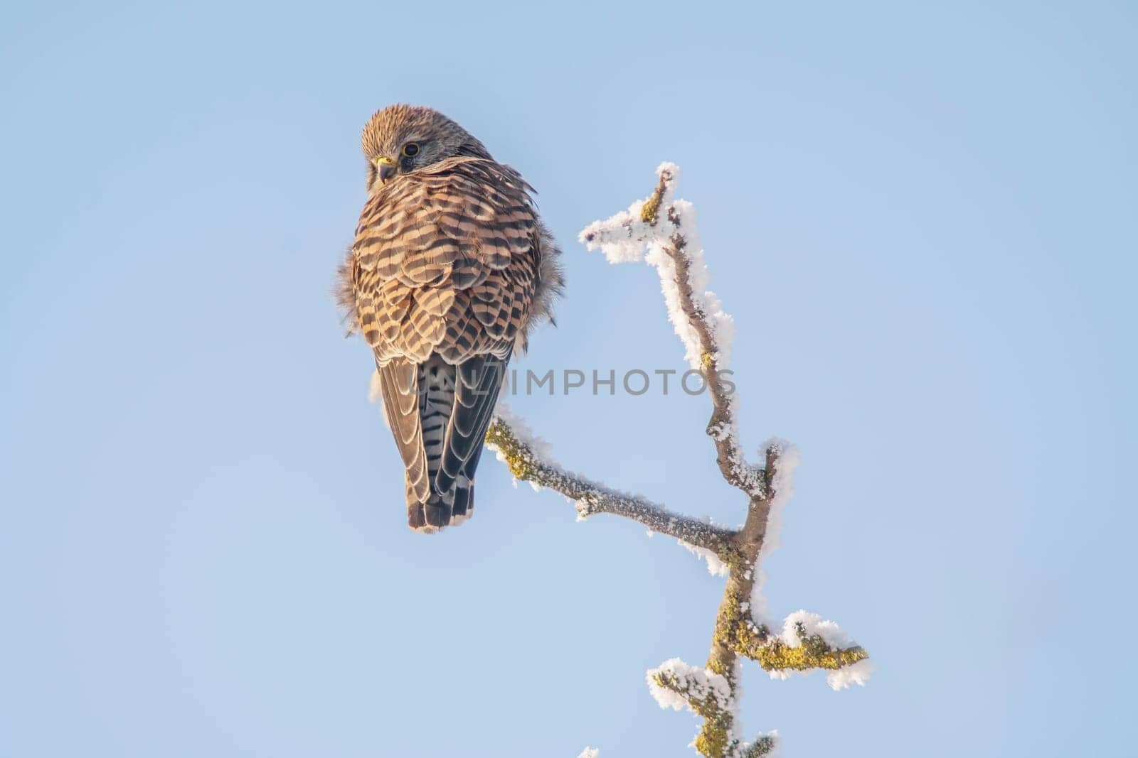 a kestrel perches on a snowy branch on a tree in winter