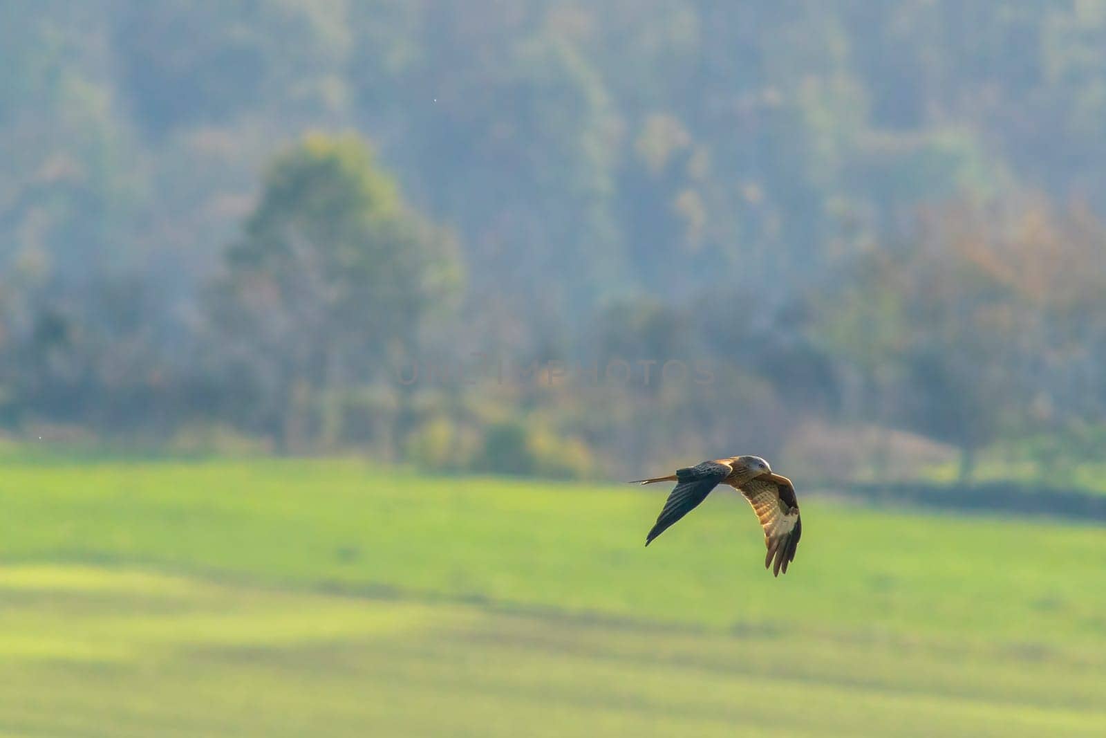 a red kite flies over a field looking for prey