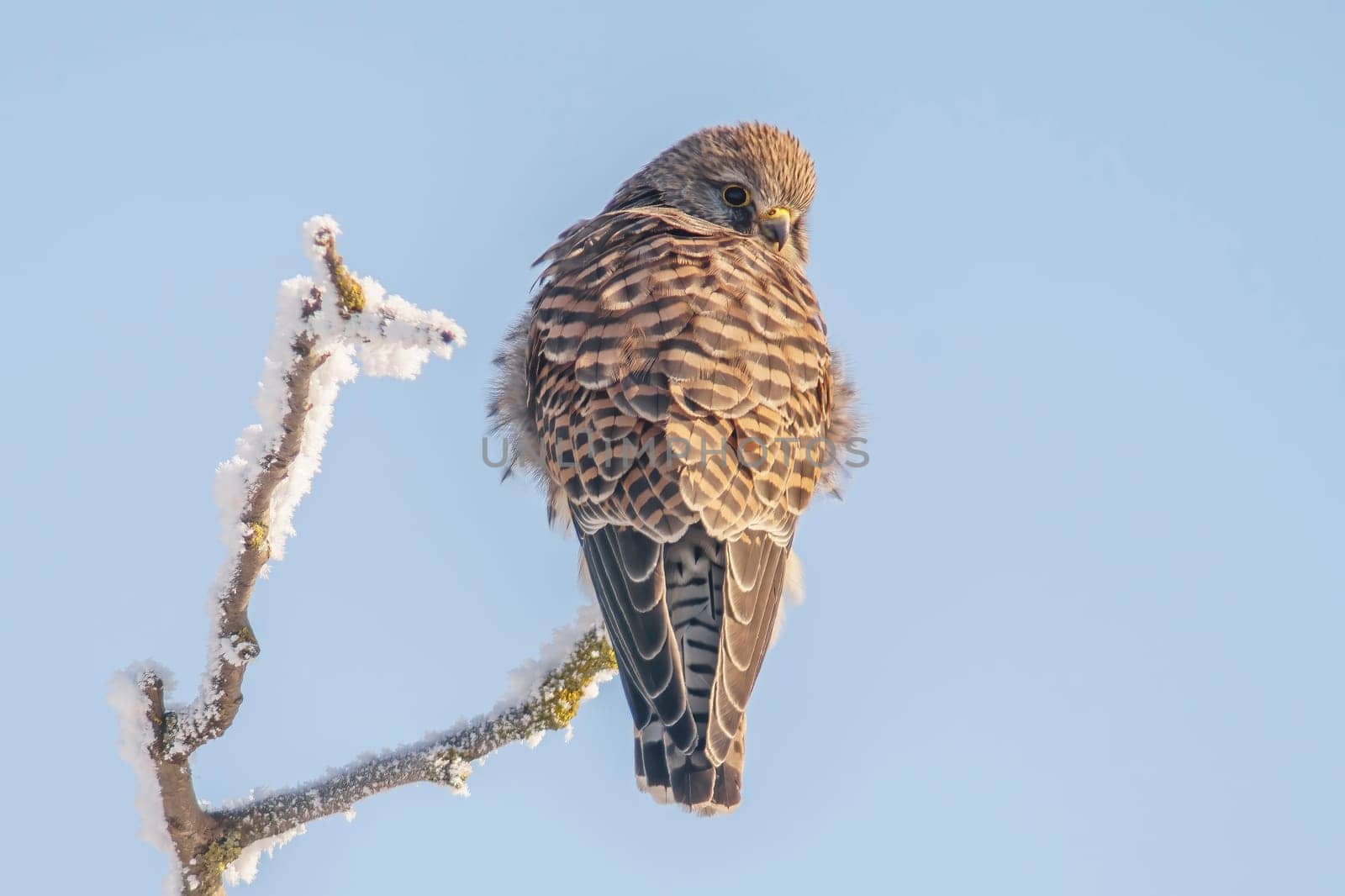 a kestrel perches on a snowy branch on a tree in winter