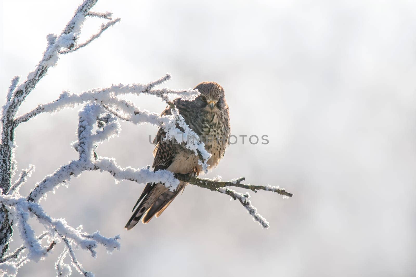 a kestrel perches on a snowy branch on a tree in winter