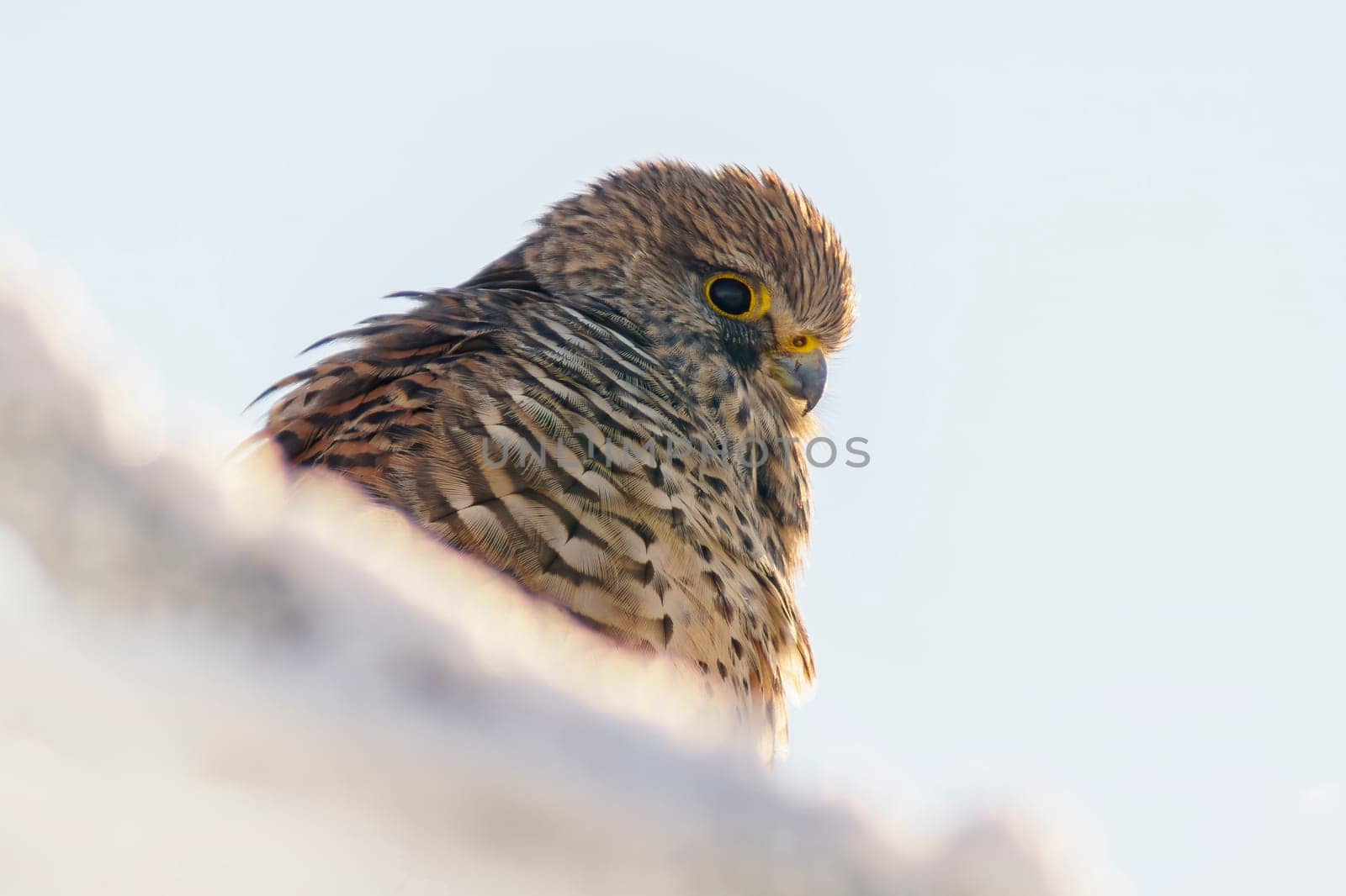 kestrel perches on a snowy branch on a tree in winter by mario_plechaty_photography