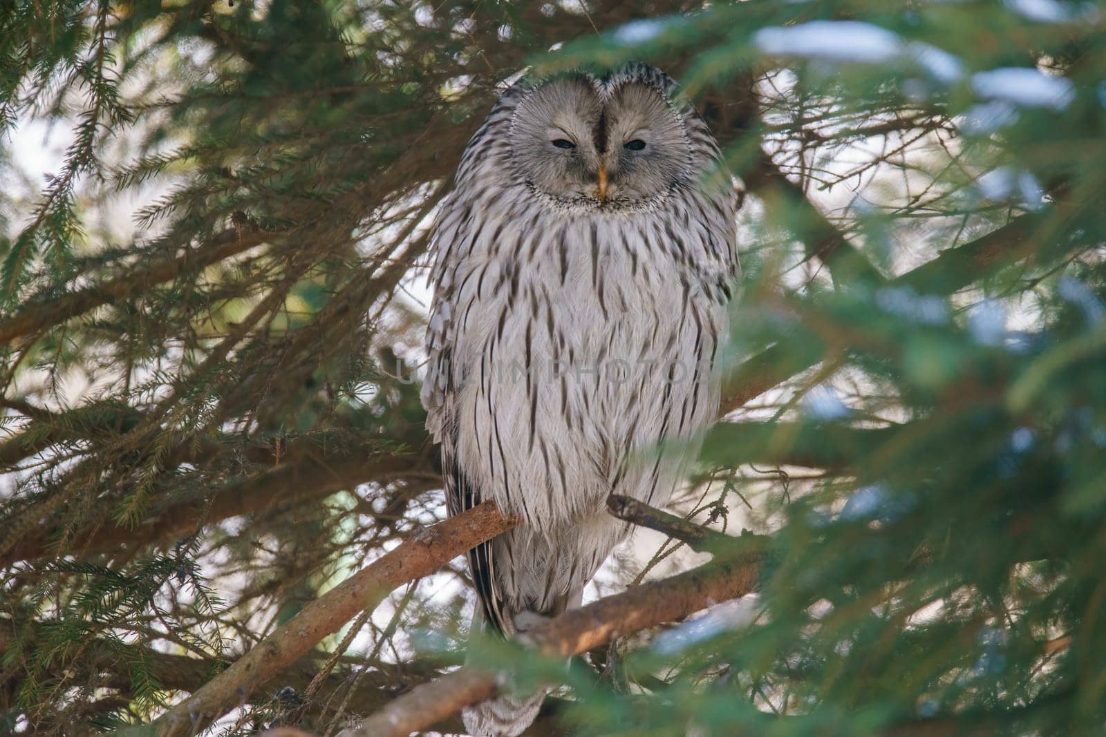 an Ural owl sits in a spruce tree and keeps calm