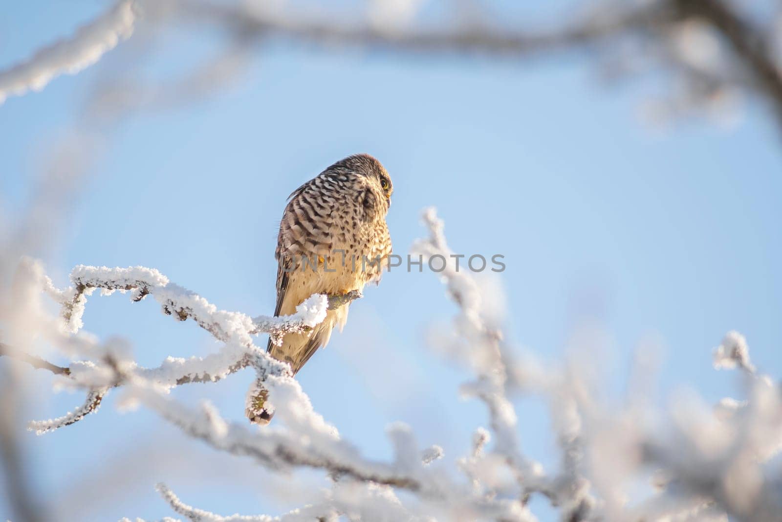 a kestrel perches on a snowy branch on a tree in winter