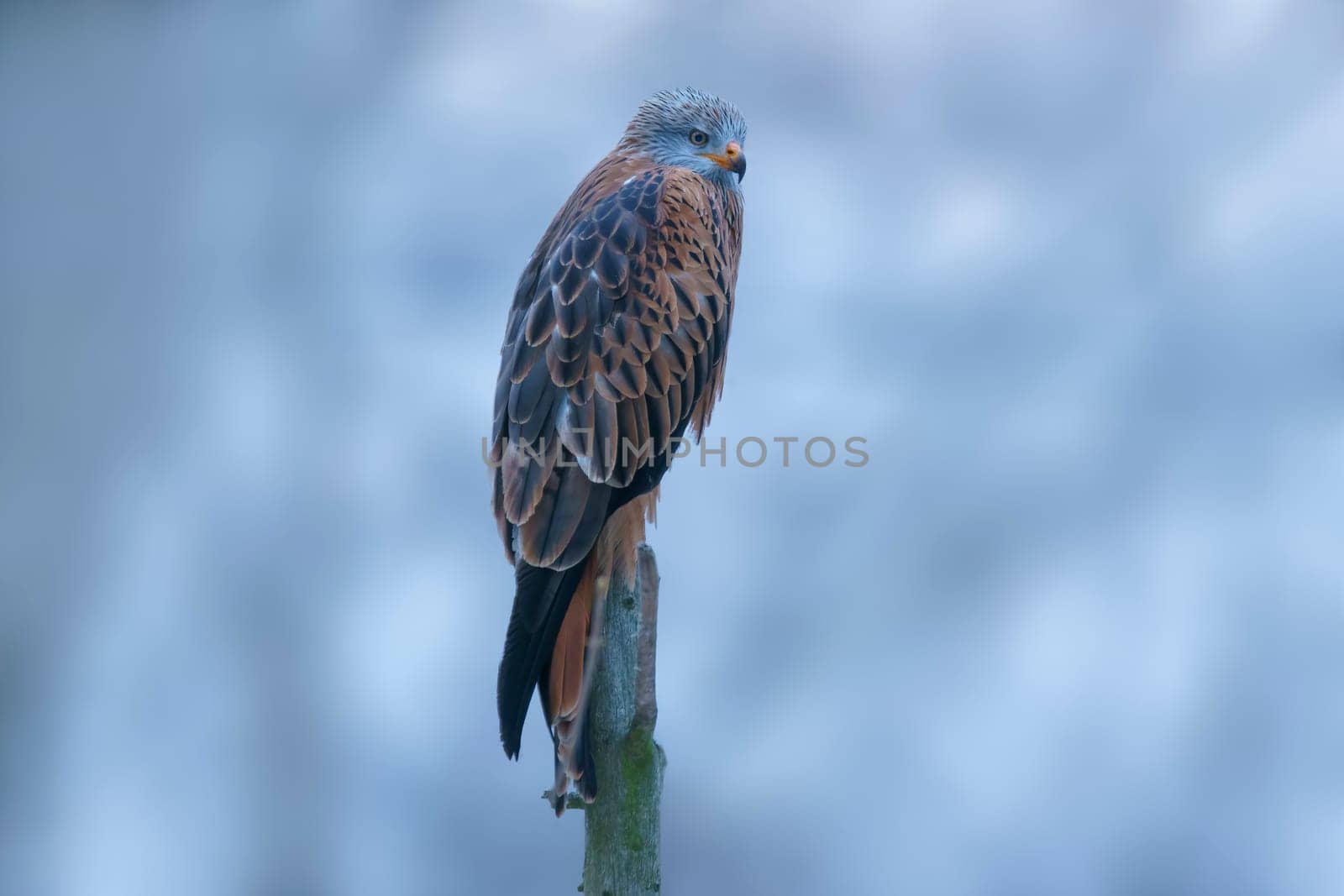 red kite sits on a branch and looks for prey by mario_plechaty_photography