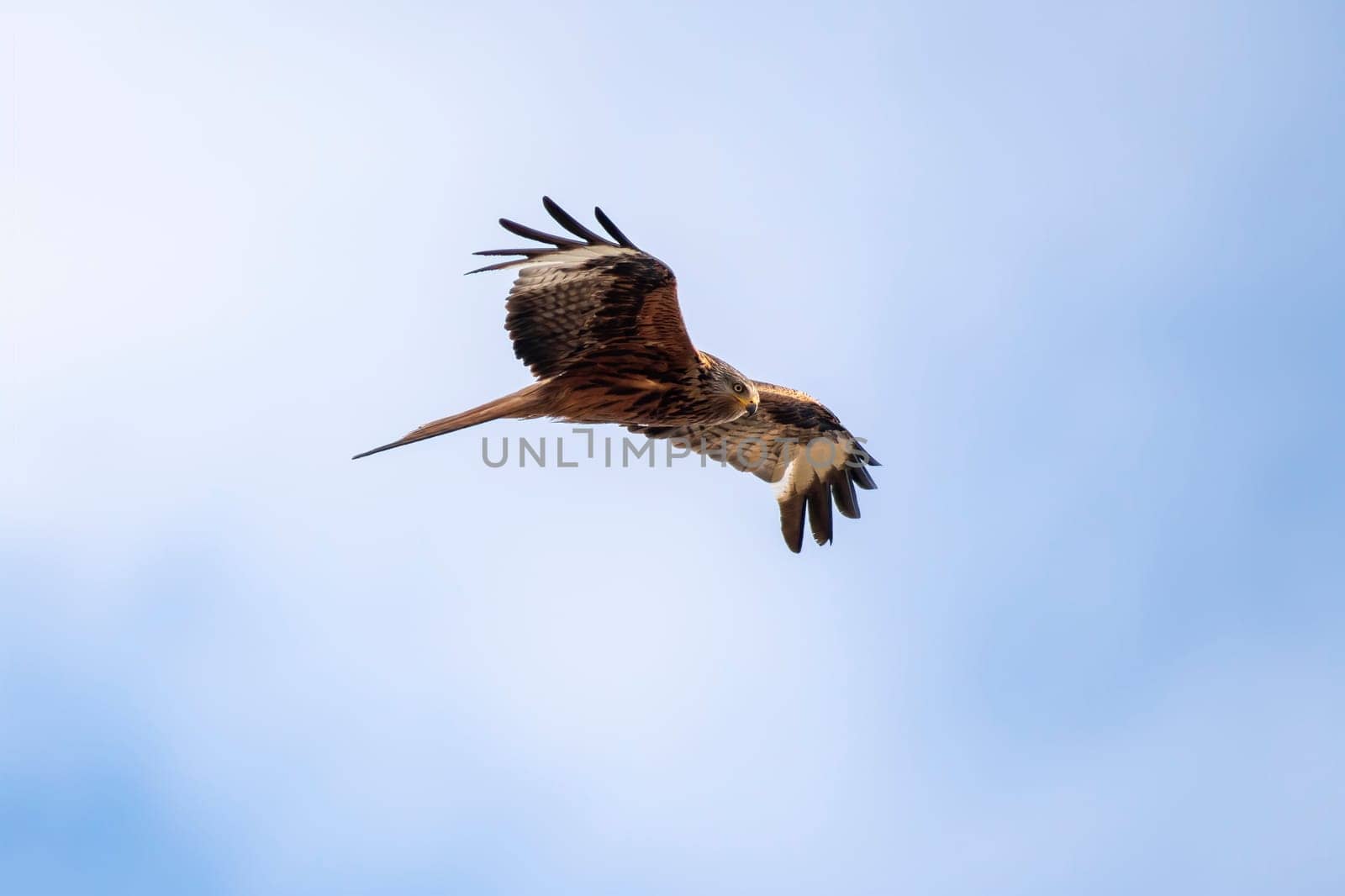 a red kite flies in the blue sky looking for prey