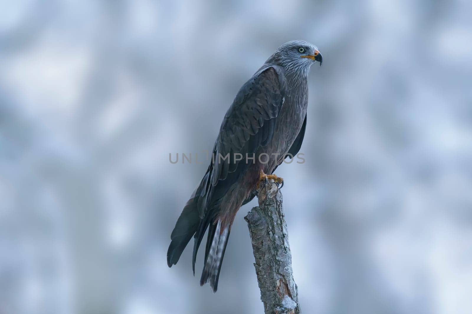 black kite sits on a branch and looks for prey by mario_plechaty_photography