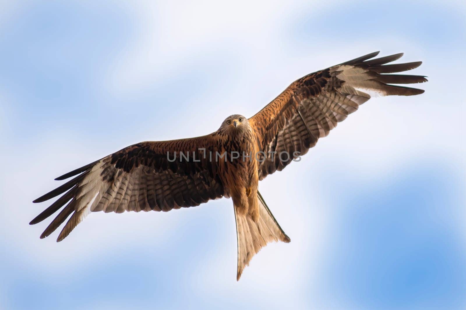 a red kite flies in the blue sky looking for prey