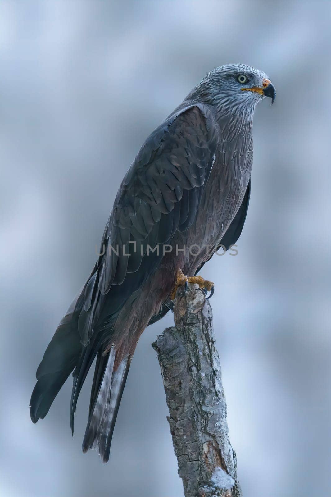 a black kite sits on a branch and looks for prey
