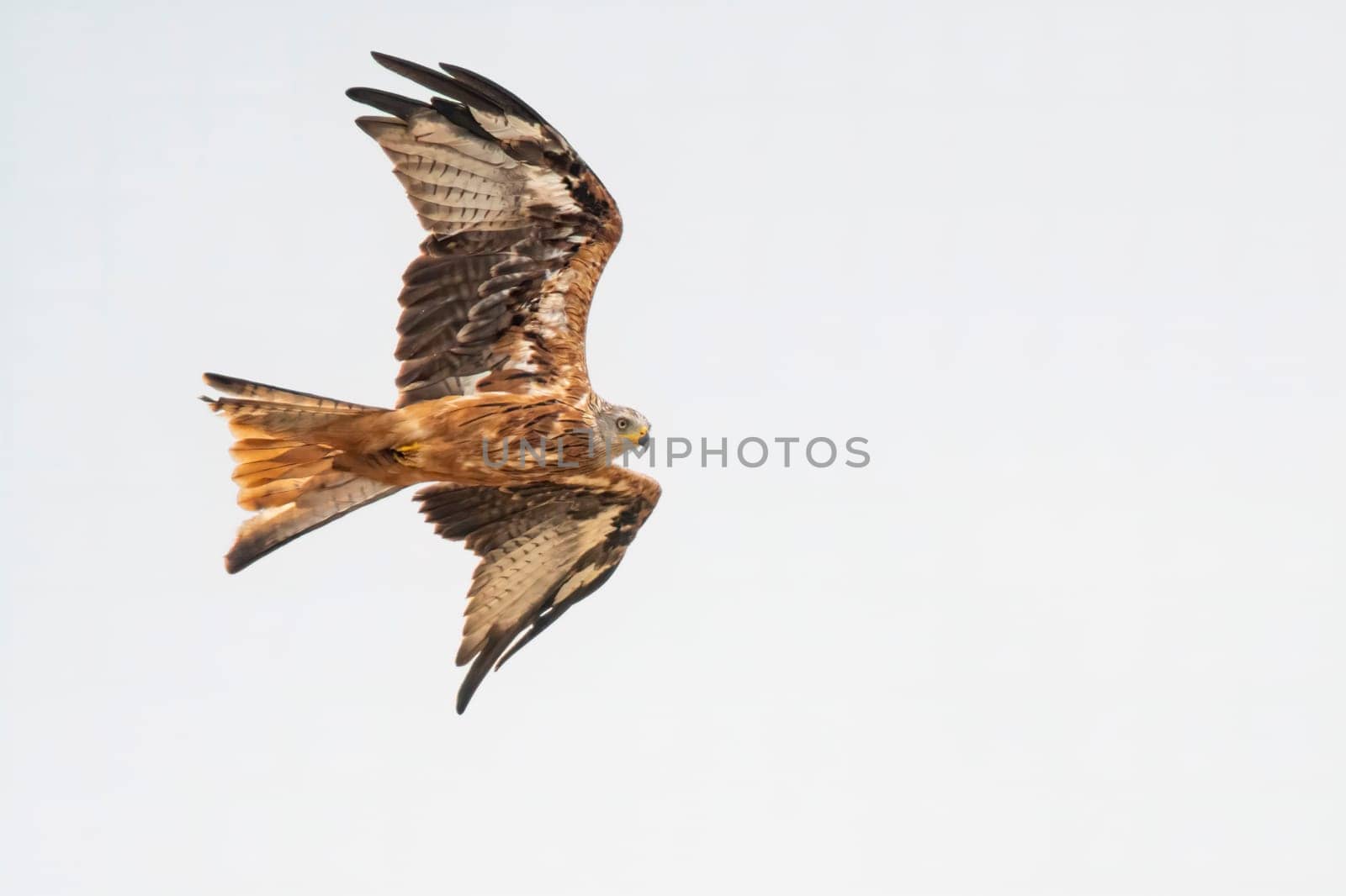 red kite flies in the blue sky looking for prey by mario_plechaty_photography