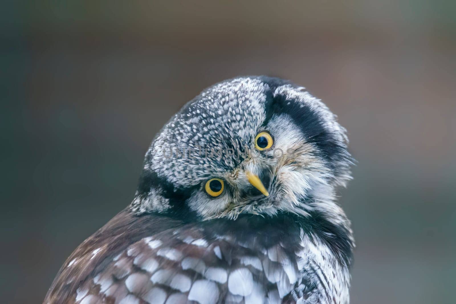 a hawk owl keeps an eye out for prey in a forest