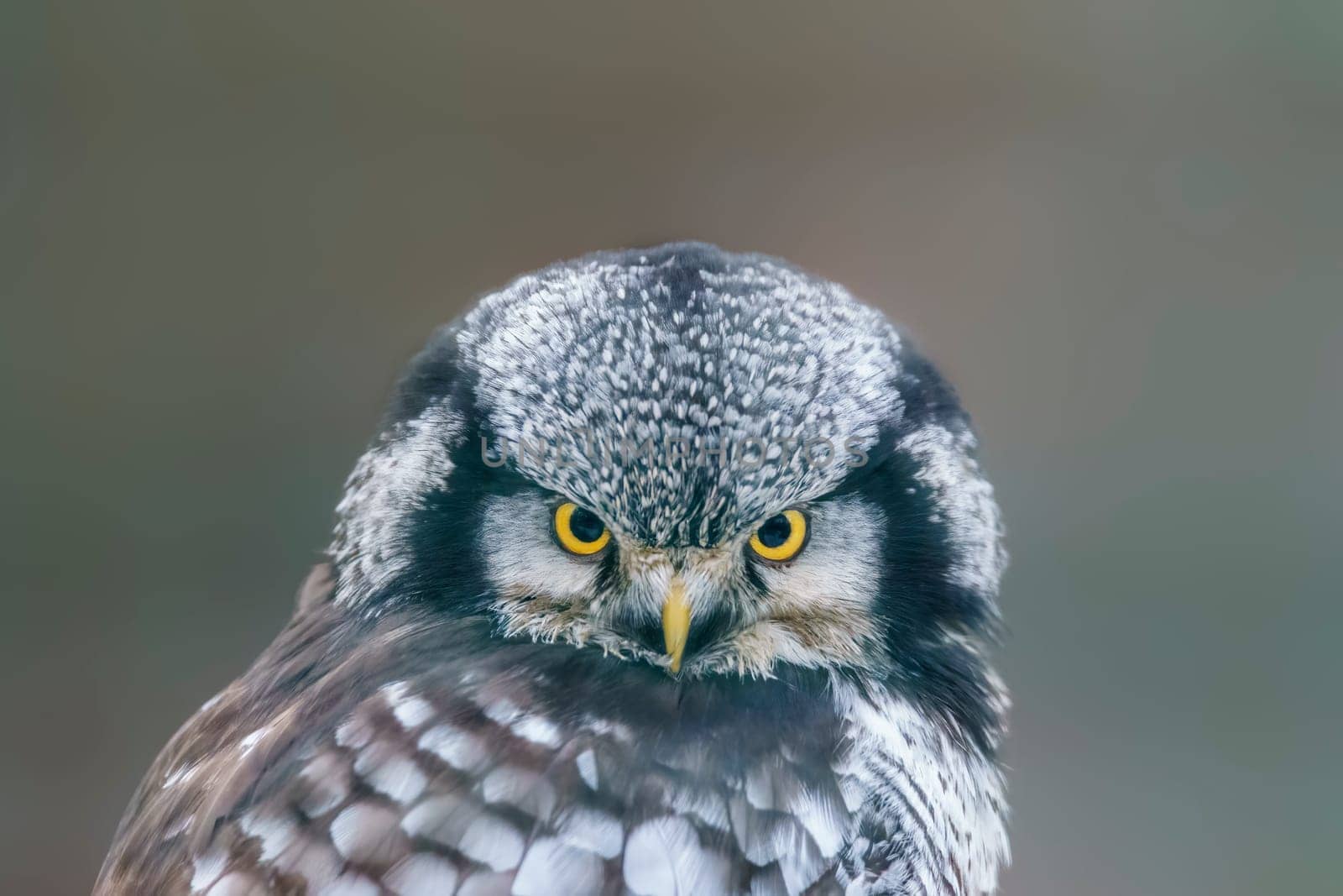 a hawk owl keeps an eye out for prey in a forest