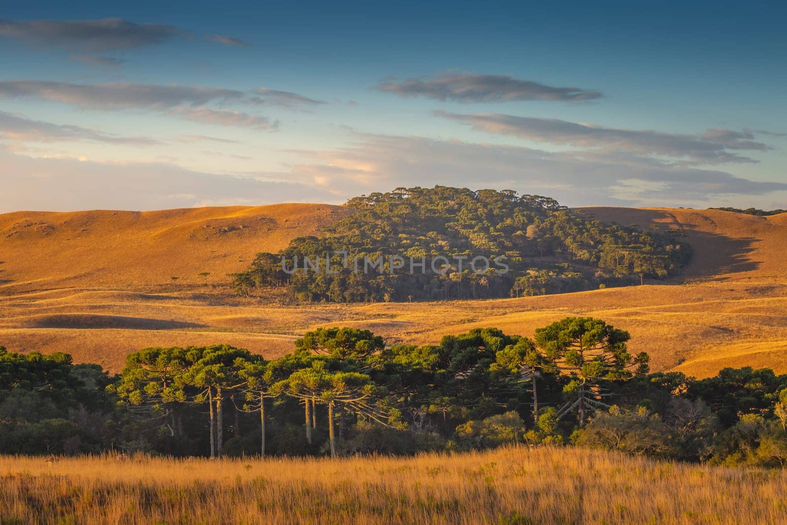 Countryside of Rio Grande do Sul near Gramado at sunset, Southern Brazil, South America