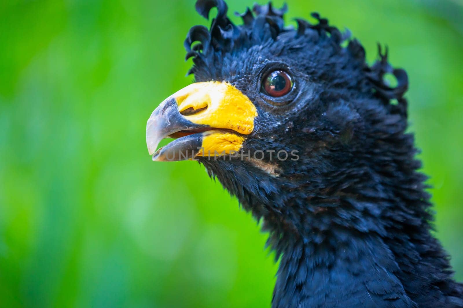 Male bare faced Curassow Crax fasciolata, Black bird with yellow beak, Pantanal, Brazil