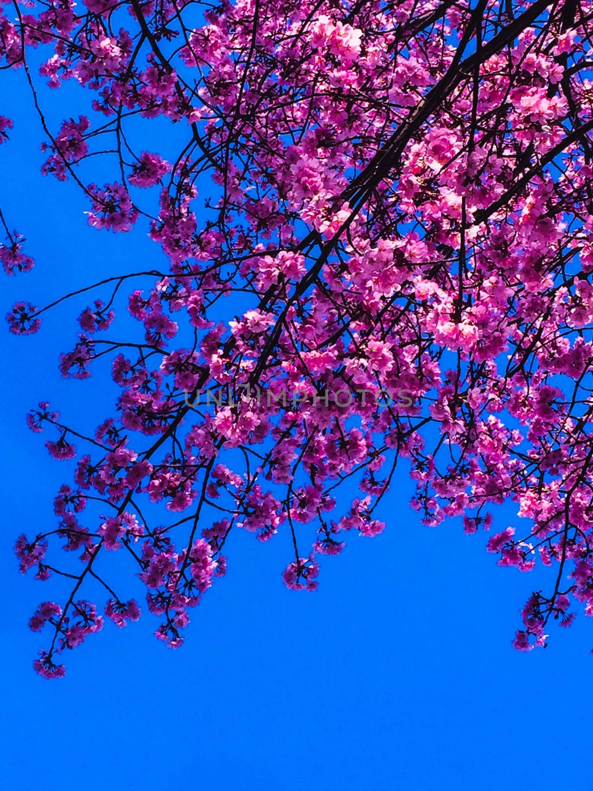 Spring banner, blossom background. Cherry blossom. Branch delicate spring flowers. Pink spring cherry blossom. Cherry tree branch with spring pink flowers isolated on blue, Beautiful flower in blooming with branch isolated on blue background for spring season. by Costin