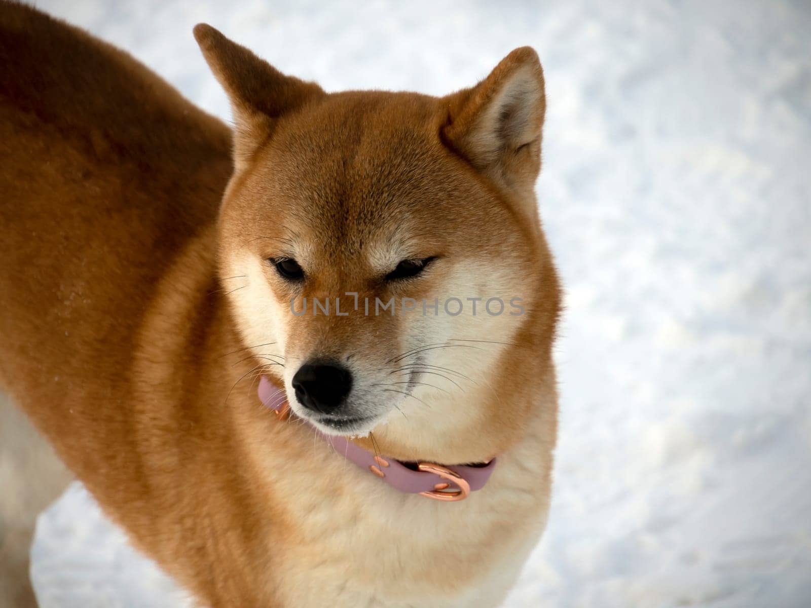 Japanese red coat dog is in winter forest. Portrait of beautiful Shiba inu male standing in the forest on the snow and trees background. High quality photo. Walk in winter