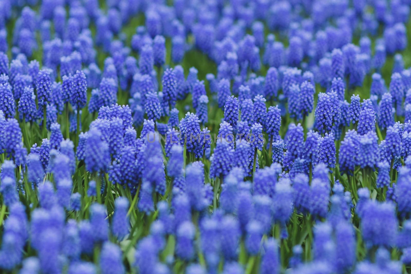 Blue muscari spring carpet Holland