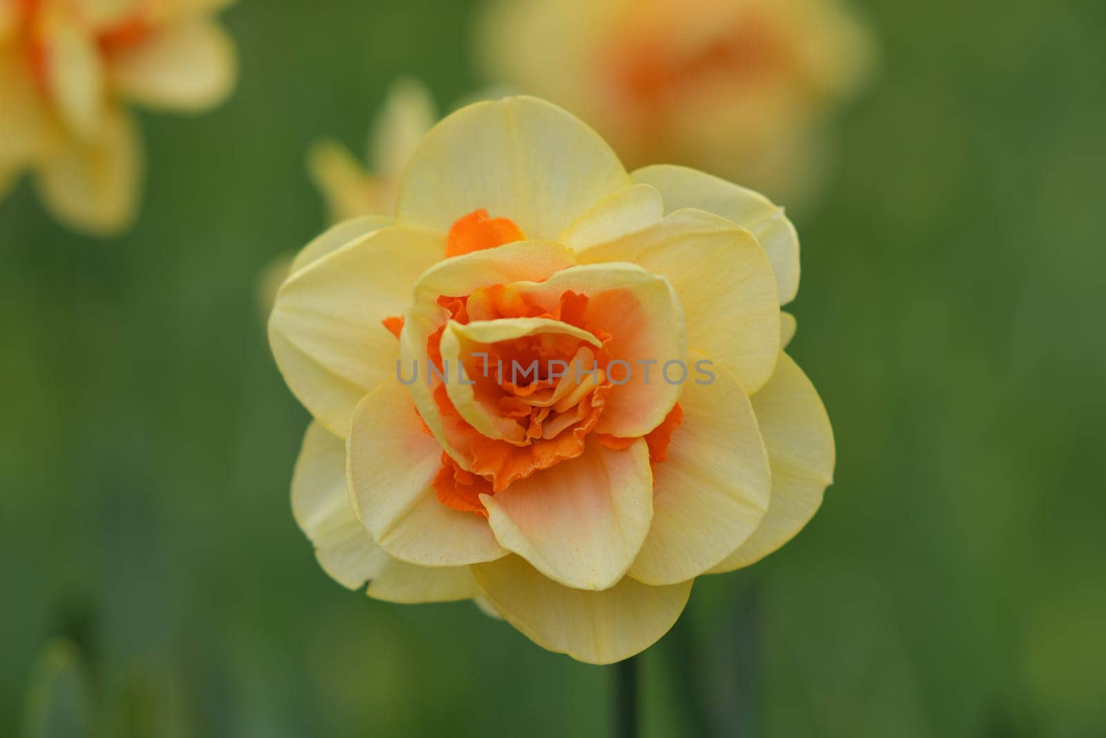 Close up of daffodils field Netherlands.