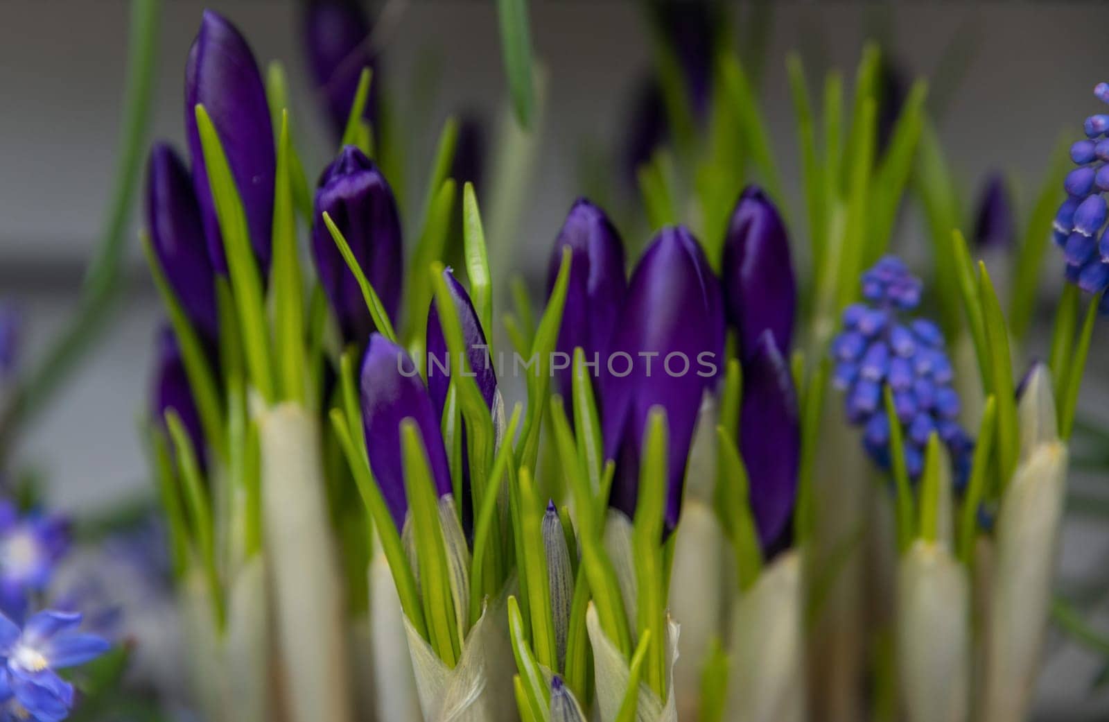 Purple crocuses first spring flowers Holland
