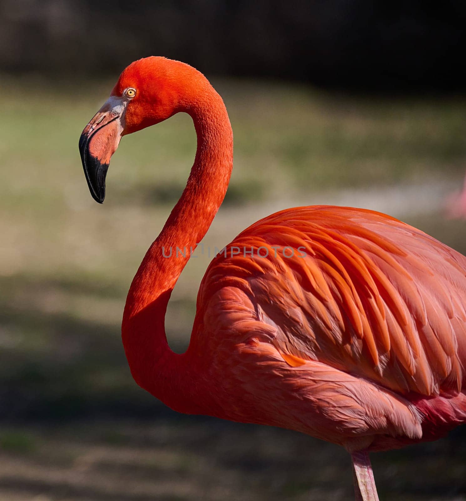 Pink flamingo stands in nature, wild bird by ndanko