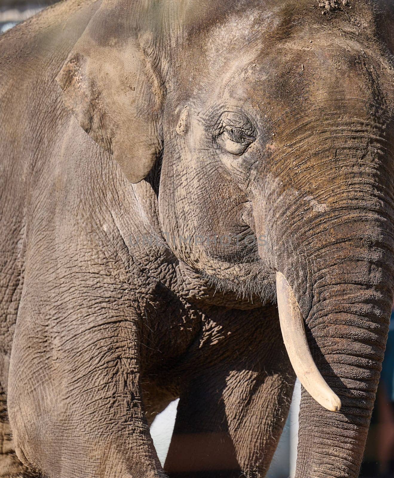 Portrait of an adult Asian elephant with white tusks by ndanko