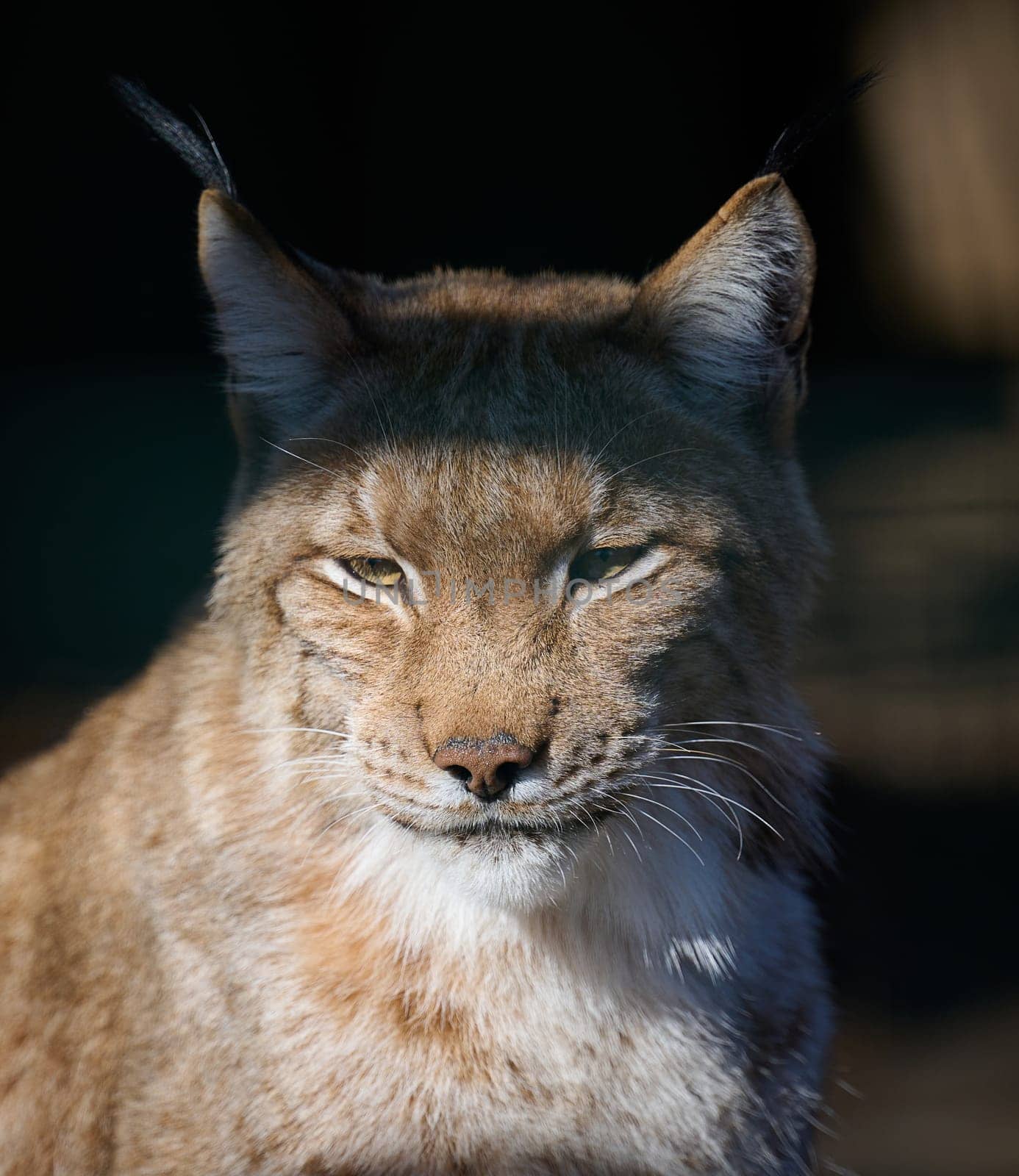 Portrait of a lynx in the sun by ndanko