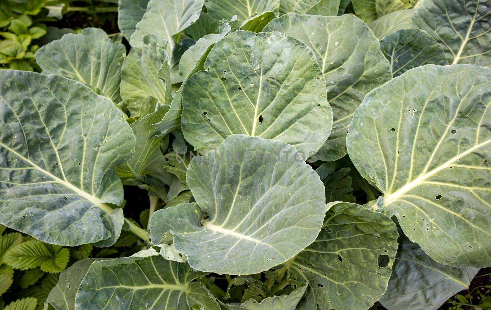 A pile of fresh green cabbage leaves, collected and stacked on the ground, sitting on top, background.