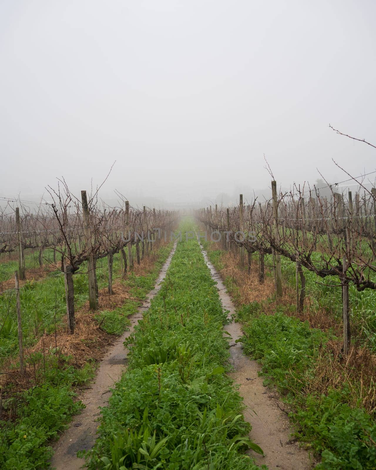 Beautiful rows of winter grape vines leading away in the background, softened by fog