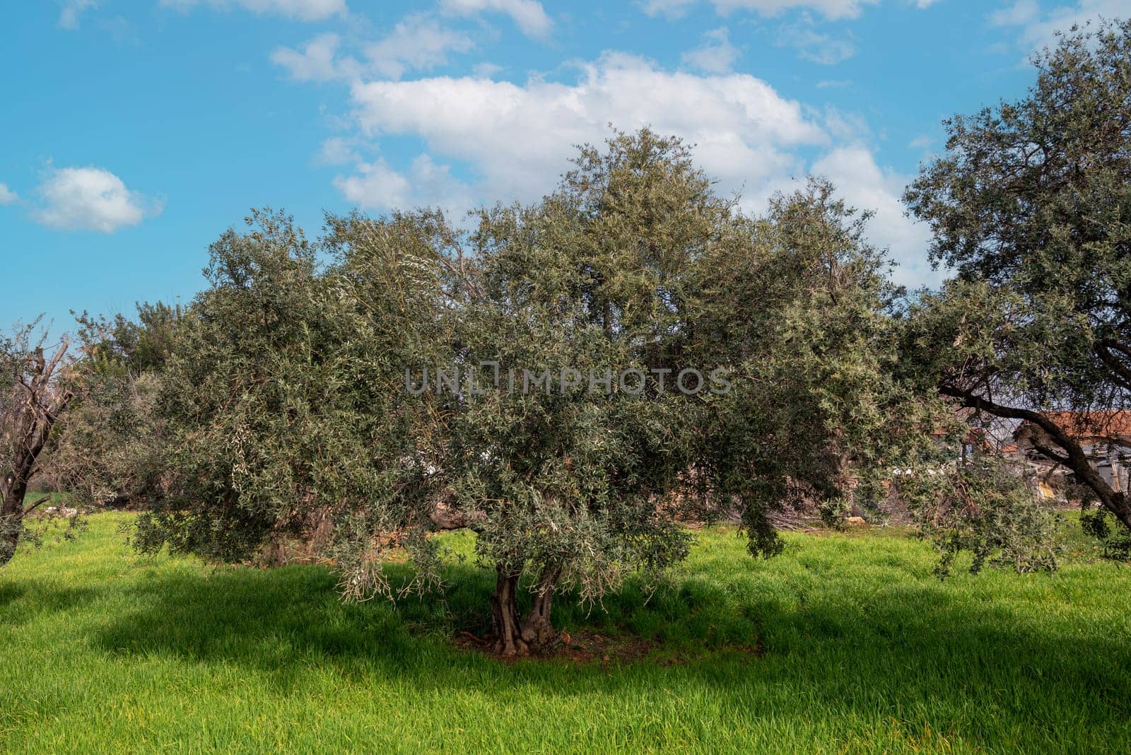 Organic olive tree with unripe olives on sunny day by Sonat