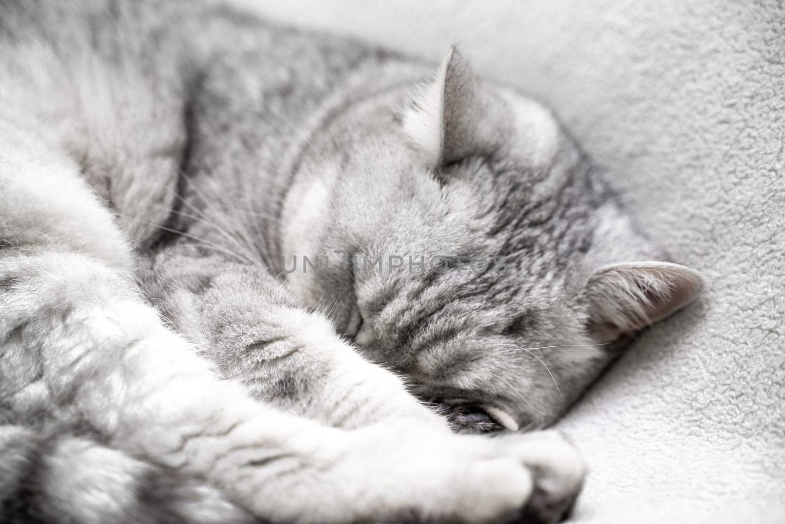 scottish straight cat is sleeping. Close-up of the muzzle of a sleeping cat with closed eyes. Against the backdrop of a light blanket. Favorite pets, cat food