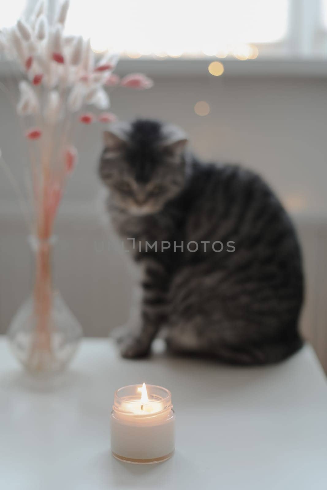 Still life details, candle a funny cat on a table in living room. Cozy home atmosphere. Lazy winter weekend