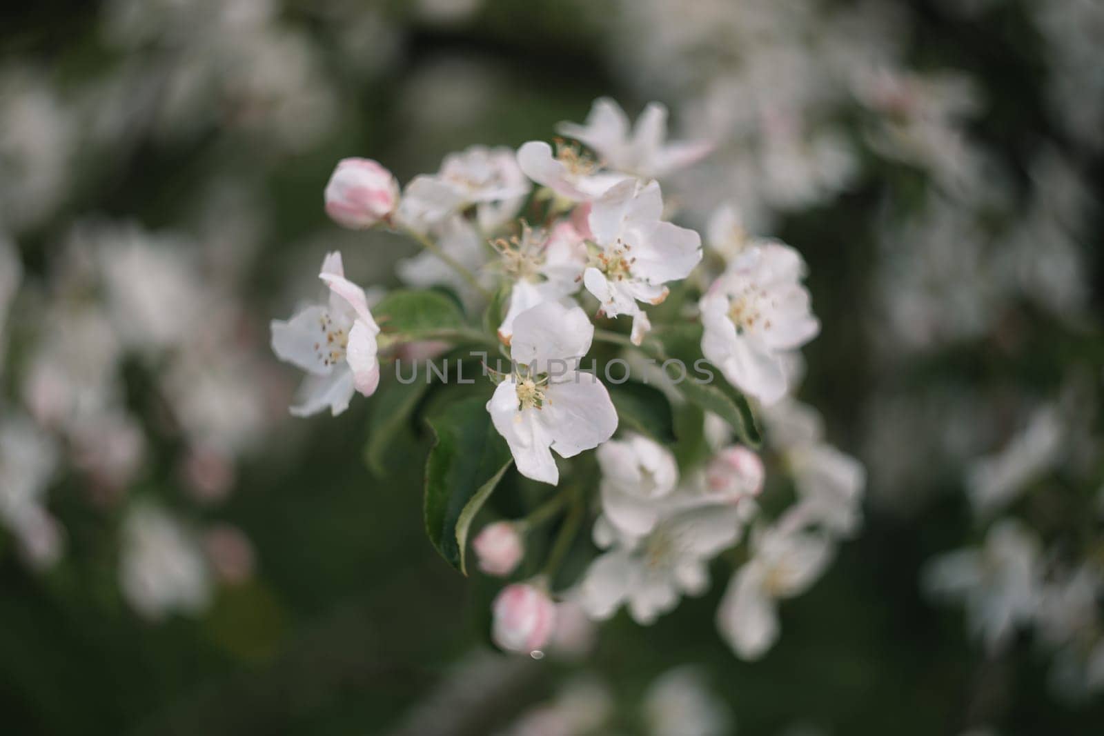 spring background with white flowers and apple leaves. Blur spring blossom background.