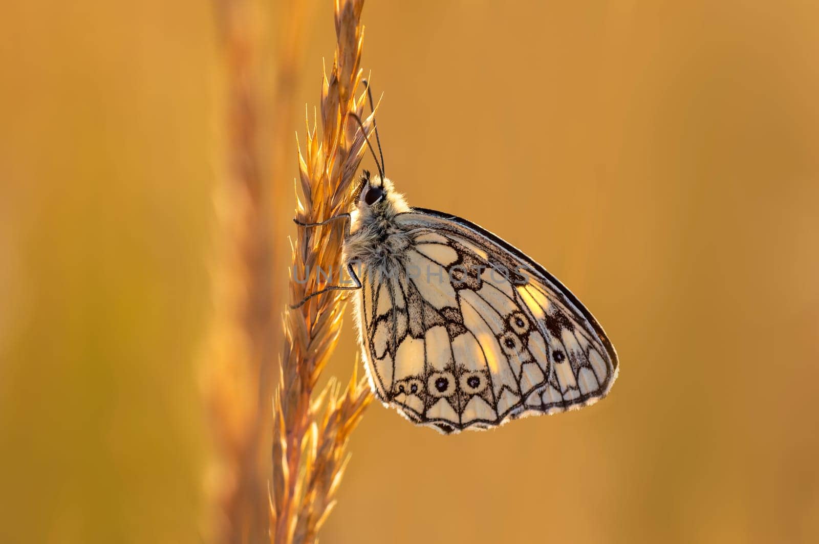 a butterfly sits on a wheat ear