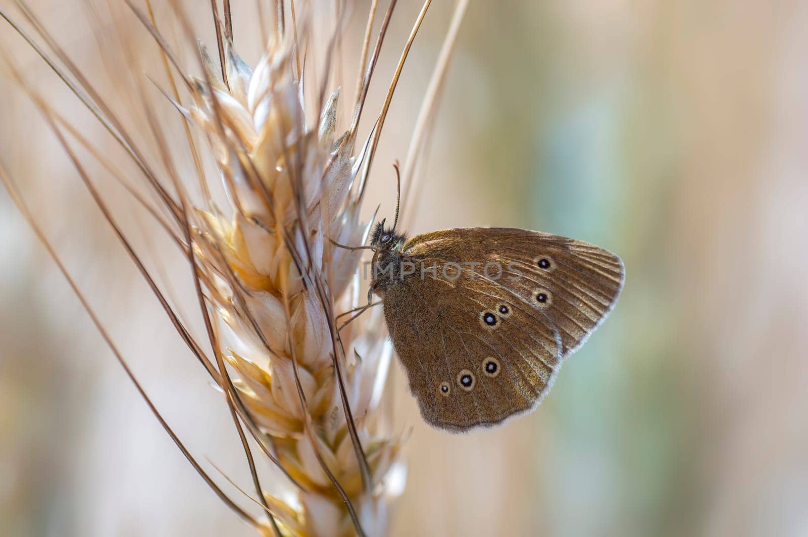 a butterfly sits on a wheat ear