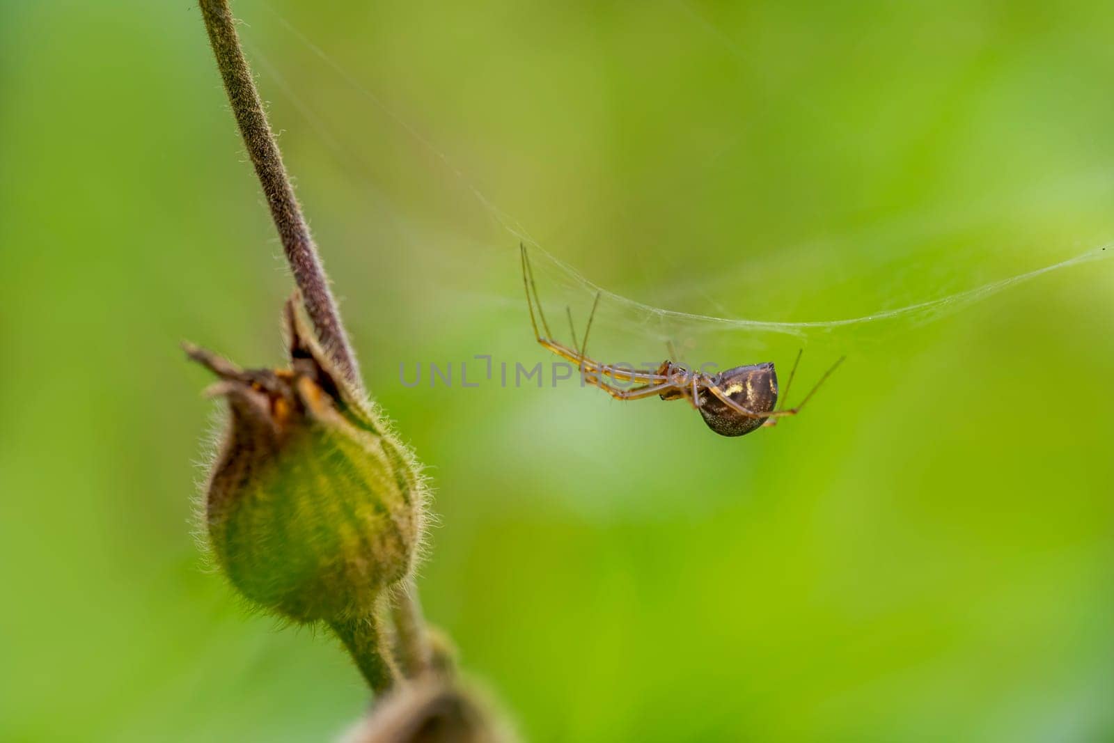 little spider builds her web by mario_plechaty_photography