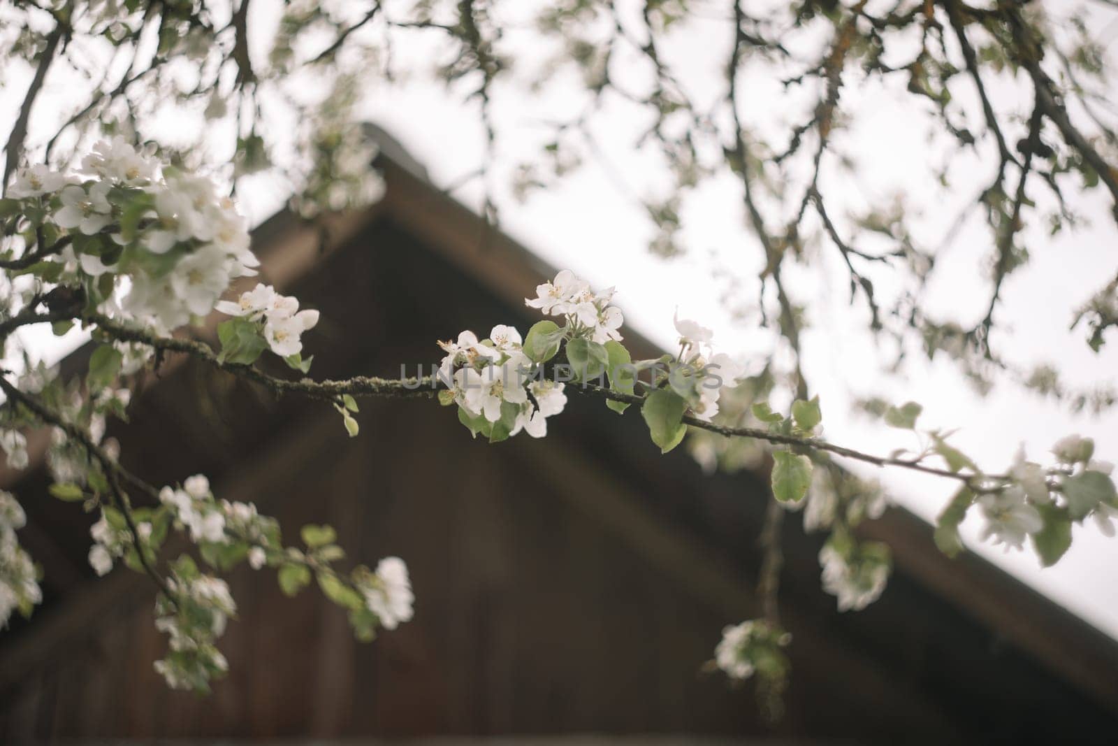 spring background with white flowers and apple leaves. Blur spring blossom background.