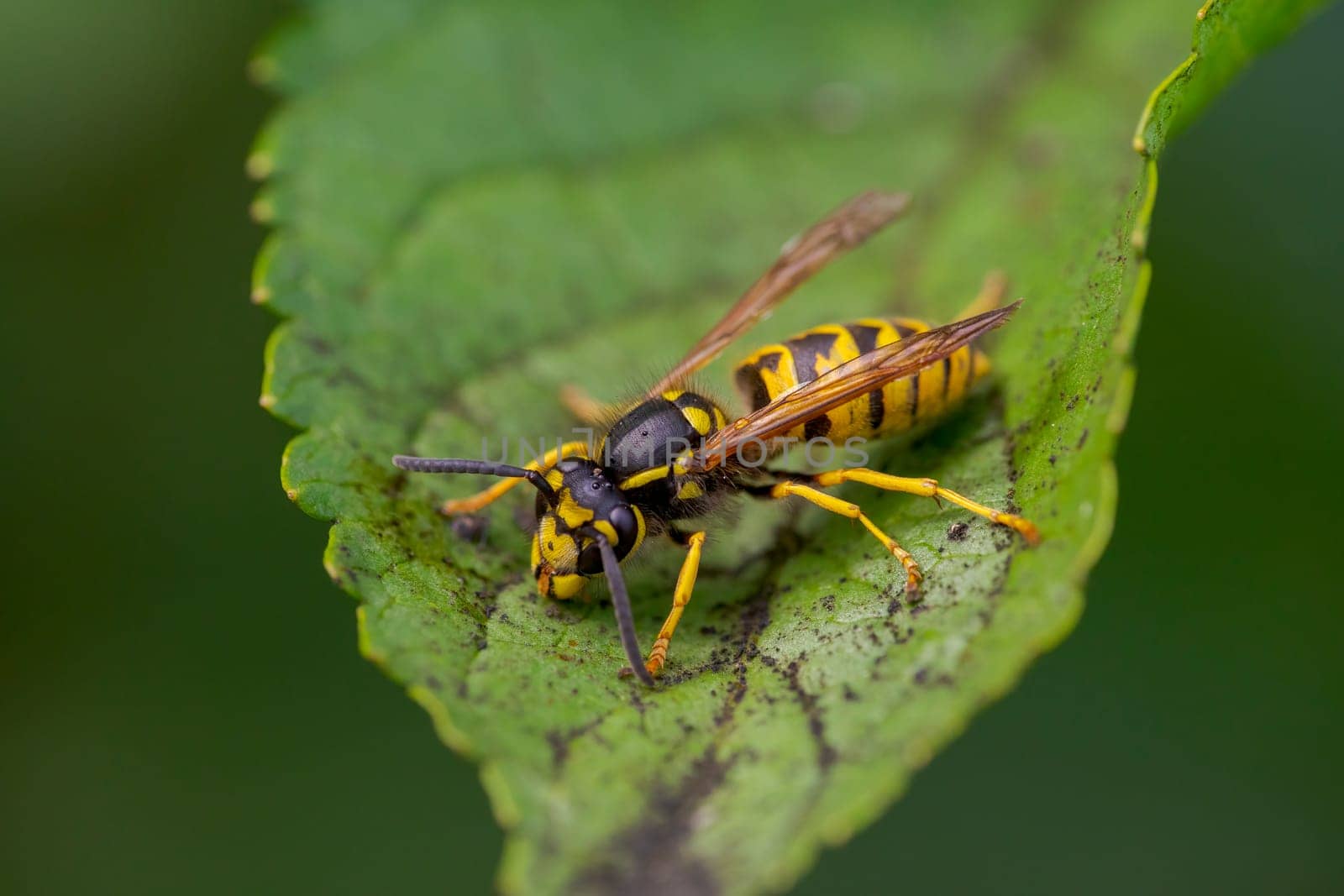 a wasp sits on a leaf and nibbles honeydew from aphids