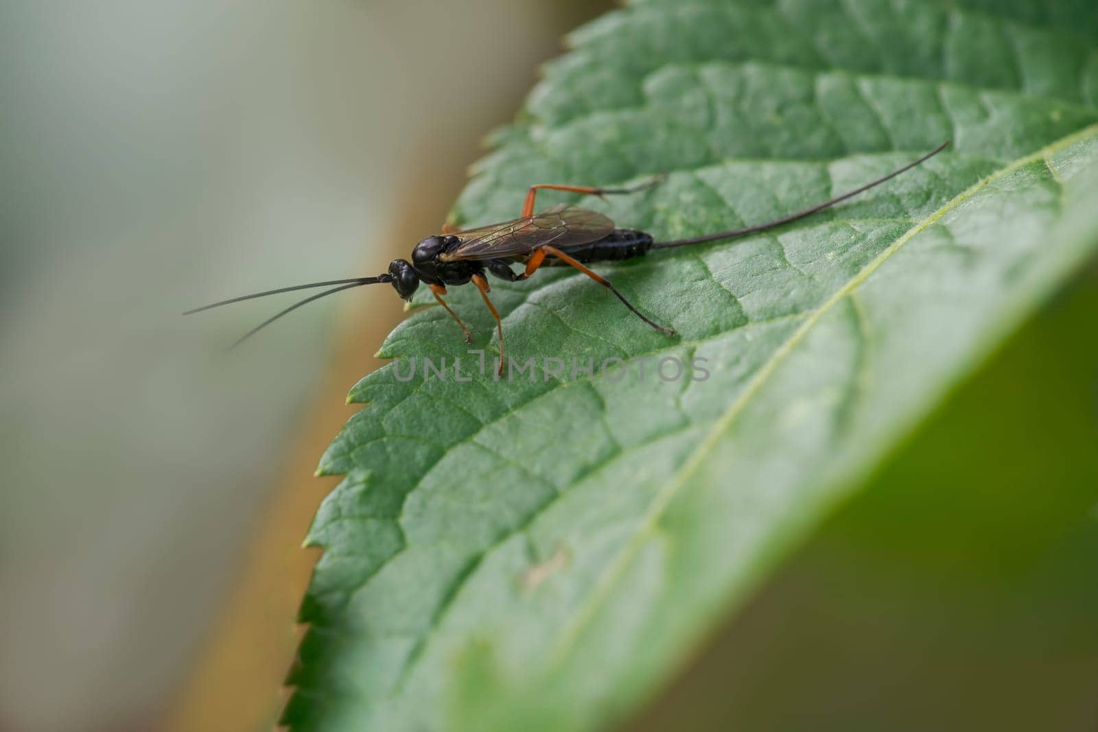 wasp sits on a leaf and nibbles honeydew from aphids by mario_plechaty_photography